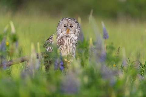 One Ural owl (Strix uralensis) sitting on a branch lying in a field of flowering lupines in late