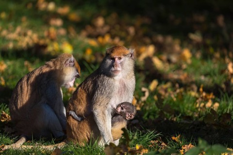 One female patas monkey (Erythrocebus patas)with her baby in late light on a green meadow