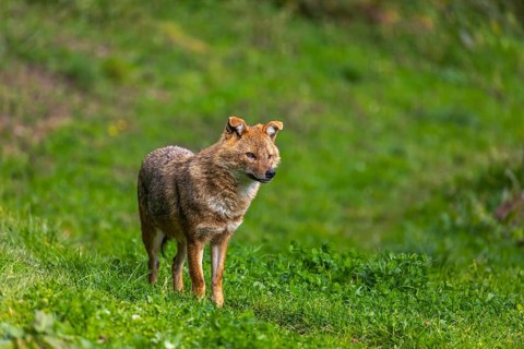 One golden jackal (Canis aureus) standing on green grass on a sunny day