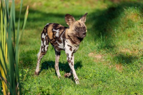 An African Wild Dog, Lycaon pictus, runs across a green meadow in bright sunlight