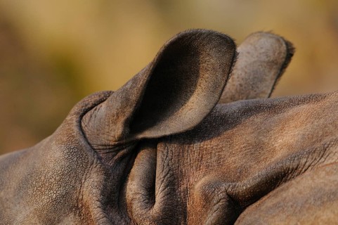 Close-up of a rhinoceros ear with rough, brown texture in a natural environment, rhinoceros