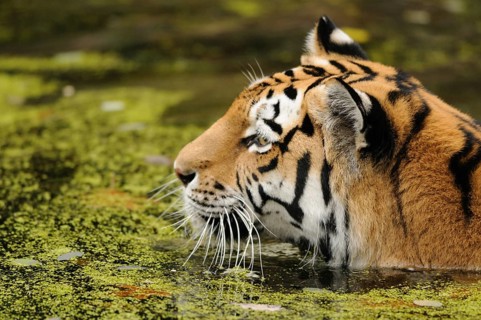 Tiger head in algae-covered water, looking attentively to the side, Siberian tiger (Panthera tigris