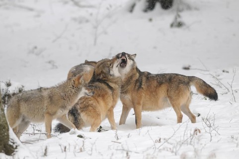 A pack of wolves interacting loudly in the snow, surrounded by a wintry forest, Eurasian wolf