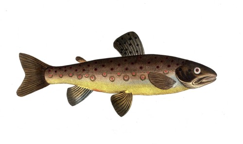 Fish, Fish, Salmon family, Salmo fario, Rock trout, Forest trout, Historical, digitally restored