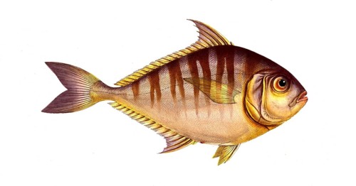 Fish, fishes, group of perch relatives, Scomber edentulus, the toothless mackerel, Historical,