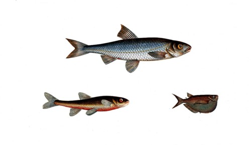 Fish, fish, top: Genus of carp fish, Cyprinus leuciscus, the Dace. bottom left: Genus of carp fish,