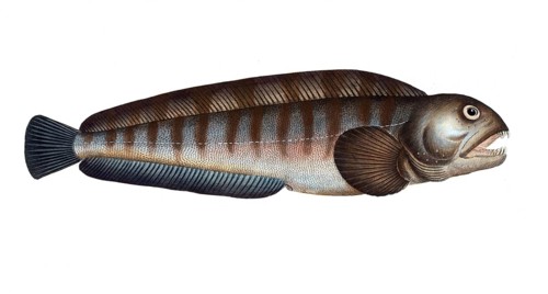 Fish, Fische, Anarihchas lupus, der Seewolf, the Wolf fish, Historic, digitally restored
