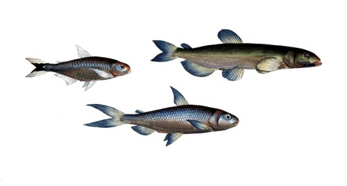Fish, Fish, left: Salmon family, Salmo melanurus, tail-spotted Salmon family, Salmon, top right: