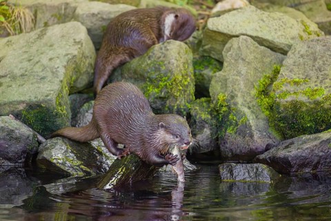 Two oriental small-clawed otter or Asian small-clawed otter (Aonyx cinerea) are standing on a rocky
