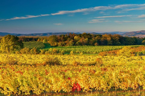 Vineyards near Langenlois, Lower Austria, Austria, Europe