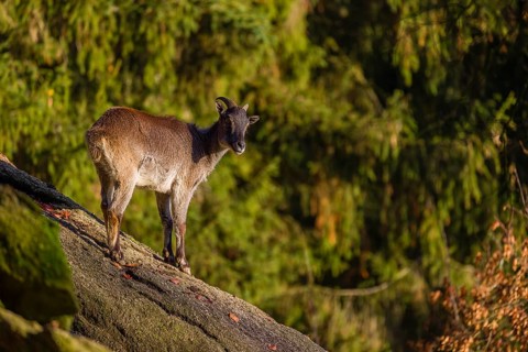 A female Himalayan tahr (Hemitragus jemlahicus) stands on a steep rocky slope. In the background is