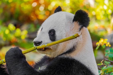 A Giant Panda, ailuropoda melanoleuca, leans against a rock and eats bamboo
