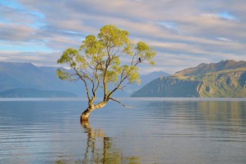 Single tree in the lake gently reflected, mountains in the background, calm atmosphere, summer,