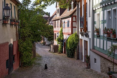 Tranquil alley, old half-timbered houses, houses, cat, idyll, Felix Lahnstein Strasse, historic old