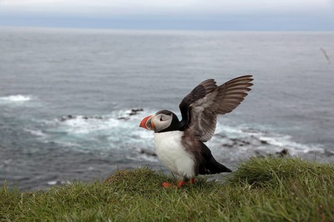 Atlantic Puffin, Common Puffin. Fratercula arctica, at the cliffs of Latrabjarg, Iceland, Europe