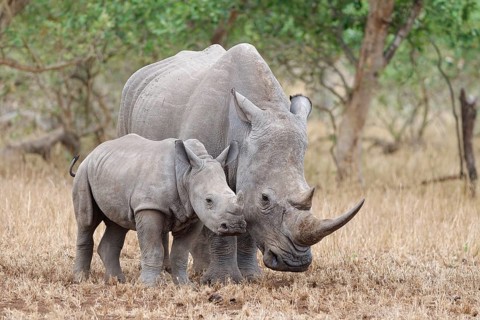 Southern white rhinoceros (Ceratotherium simum simum), adult female with young standing in short