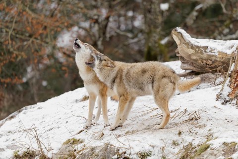 A young grey she-wolf (Canis lupus lupus) stands side by side with her mother, howling together in