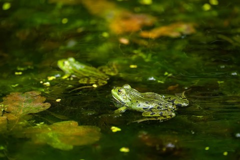 Edible frog (Pelophylax esculentus) in a little lake in the water, Bavaria, Germany, Europe