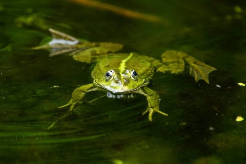 Edible frog (Pelophylax esculentus) in a little lake in the water, Bavaria, Germany, Europe