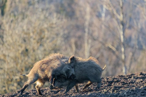 Two young wild boars (Sus scrofa) play fighting and dominance on a frozen field on a sunny day. A