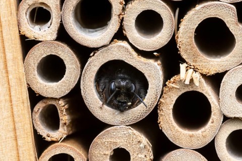 Horned mason bee (Osmia cornuta), looking out of its nesting tube, insect hotel, Oberhausen, Ruhr