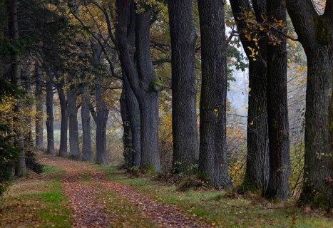 Oak avenue with morning mist in autumn, Gmünd, Waldviertel, Lower Austria, Austria, Europe