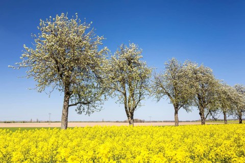 Flowering fruit trees and rape field (Brassica napus) in bloom, near Ganzig, Liebschützberg,