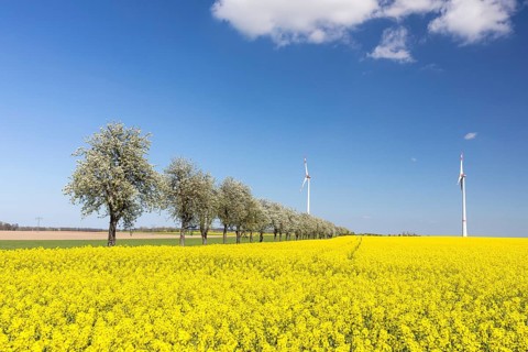 Flowering fruit trees and rape field (Brassica napus) in bloom, in the background 2 wind turbines,