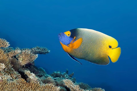 Blue-headed angelfish (Pomocanthus xanthometopon) swimming over coral reef, Great Barrier Reef,