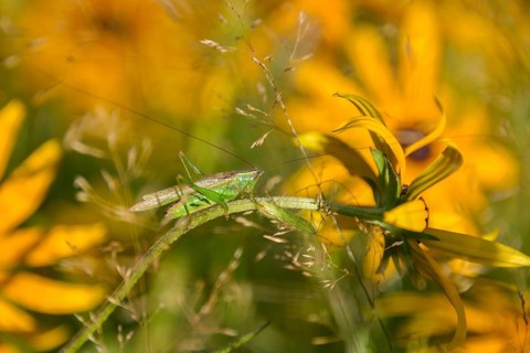 Short-winged grasshopper (Conocephalus dorsalis) in the garden with Rudbeckia fulgida (Rudbeckia