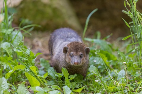 One Common cusimanse, Crossarchus obscurus, walking thru lush tall grass. Some rocks in the