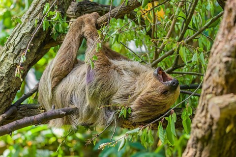 A Linnaeus's two-toed sloth (Choloepus didactylus) hangs down from a branch of a tree and yawns