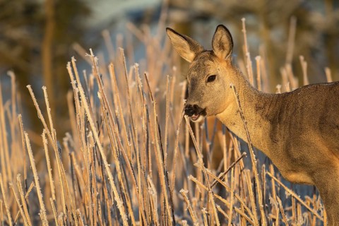 Roe deer standing in hoar frosted dead stinging nettle at minus 15 °C at sunrise. Licking off the