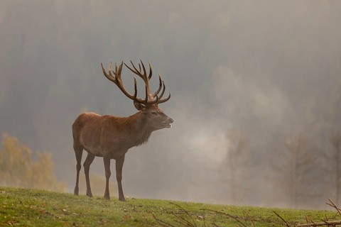 One Red Deer stag (Cervus elaphus) in rutting season, standing calling on a green meadow. A forest