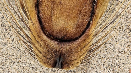 Galapagos sea lion, Galápagos sea lion (Zalophus wollebaeki) portrait, Galápagos Islands, Ecuador,