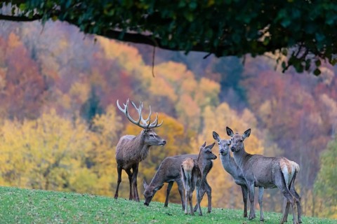 A herd of red deer (Cervus elaphus) and a stag standing on a meadow on hilly ground. A forest in