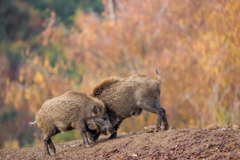 Two wild boar or wild pig (Sus scrofa) fight on an opening