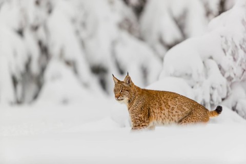 One young male Eurasian lynx, (Lynx lynx), walking through deep snow covered undergrowth in a