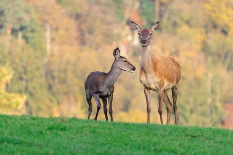 An adult red deer hind (Cervus elaphus) and a calf are standing in a meadow in the beautiful