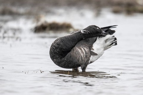 Brent goose (Branta bernicla), Amrum, Schleswig-Holstein, Germany, Europe
