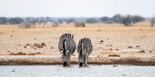 Plains zebra (Equus quagga), two zebras drinking at a waterhole, Nxai Pan National Park, Botswana,
