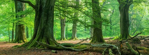Huge old beech trees with moss-covered roots in a former hut forest, deadwood lying on the ground,
