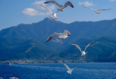 Limenas, Thassos, Greece - Seagulls accompany the Thassos Sea Lines ferry to Limenas. The capital