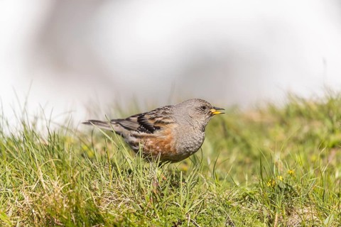 One adult alpine accentor (Prunella collaris collaris) walking on grass, collecting insects at 2400