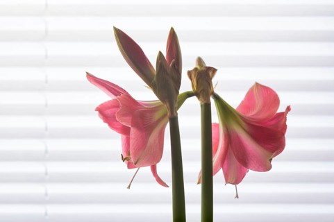 Indoor photo, pink amaryllis, flower (Amaryllidaceae) and stamens, buds, in front of window, roller