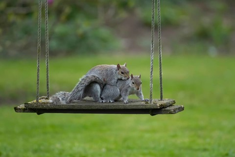 Grey squirrel (Sciurus carolinensis) two adult animals mating on a garden swing, England, United