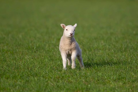 Domestic sheep (Ovis aries) juvenile baby lamb farm animal in a grass field in springtime, England,