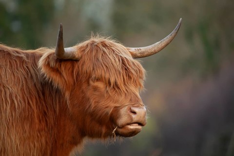 Highland cattle or cow (Bos taurus taurus) adult farm animal head portrait, England, United