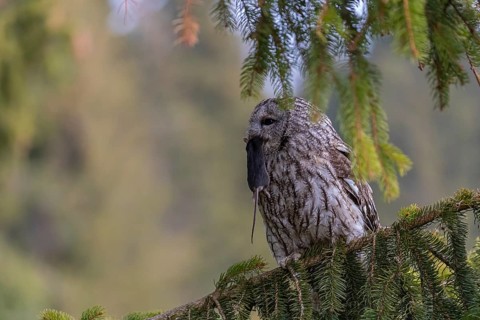 One tawny owl or brown owl (Strix aluco) sitting on a branch of a spruce tree, feeding on a mouse