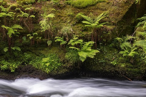 Flowing, silky water with ferns and rocks in the Edmunds Gorge, river Kamnitz, Hrensko, Ustecky